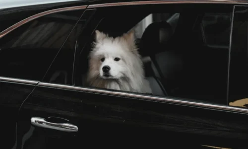 does-your-car-insurance-cover-pets-in-an-accident-heres-what-to-know